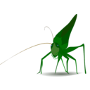 Grasshopper