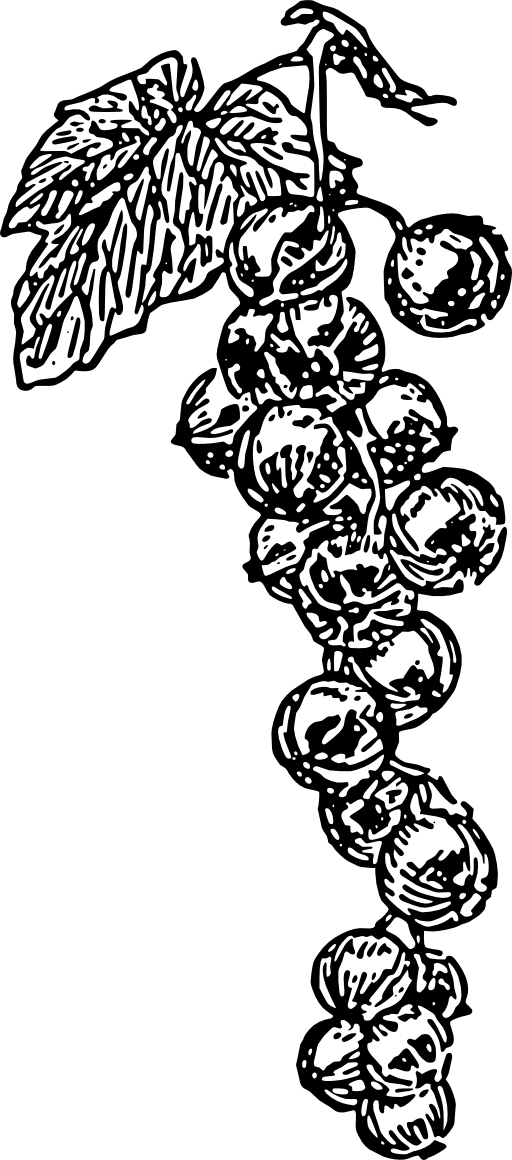 Currant