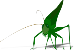 Grasshopper With Shadow