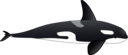 Orca
