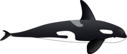 Orca