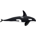 Orca