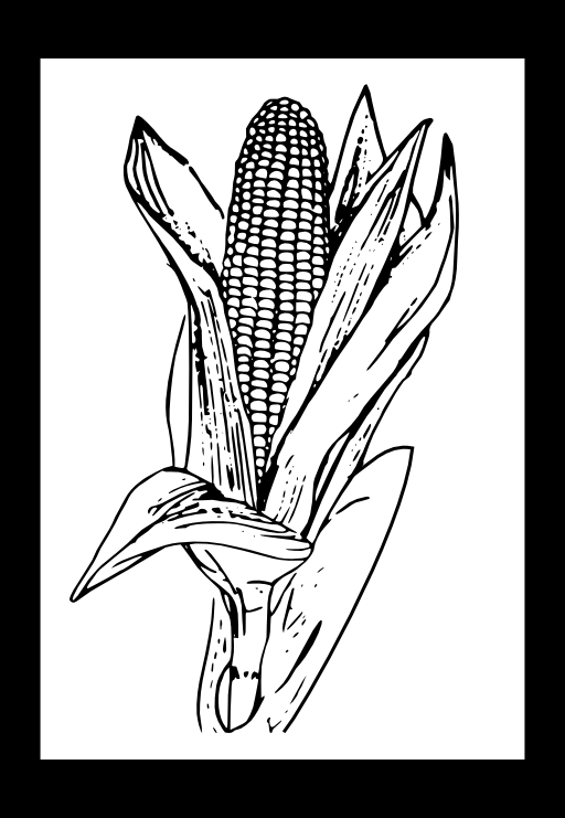 Corn