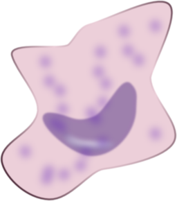 Macrophage