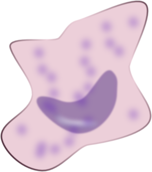 Macrophage