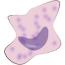 Macrophage