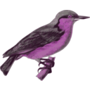 download Sitta Europaea Sinensis clipart image with 270 hue color