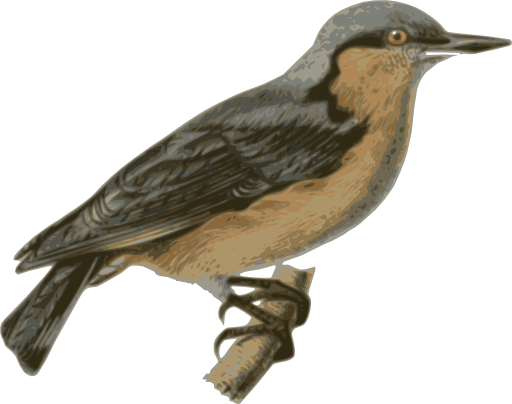 Sitta Europaea Sinensis