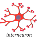 download Neuron Interneuron clipart image with 315 hue color