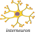 Neuron Interneuron