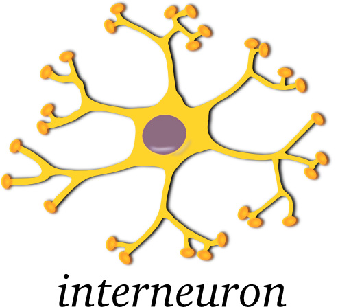 Neuron Interneuron