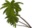 Palm Trees