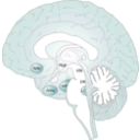 download Brain clipart image with 135 hue color
