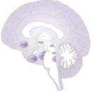 download Brain clipart image with 225 hue color