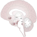 download Brain clipart image with 315 hue color