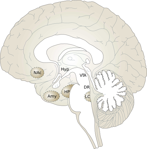 Brain