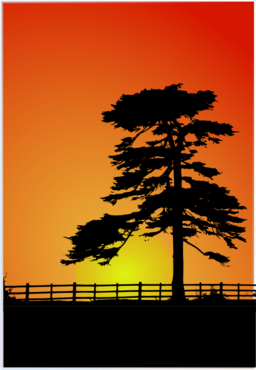Cedar Sunset