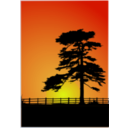 Cedar Sunset