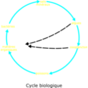 download Eutrophisation Cycle clipart image with 180 hue color