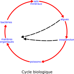 Eutrophisation Cycle