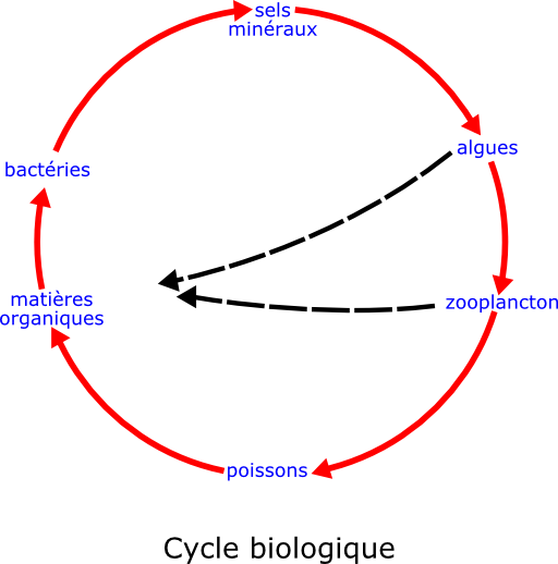 Eutrophisation Cycle