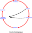 Eutrophisation Cycle