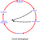 Eutrophisation Cycle