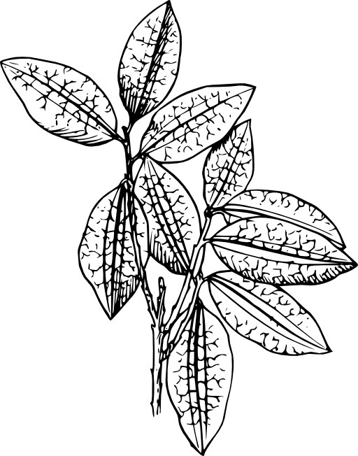 Coca Plant