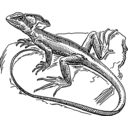 download Basilisk clipart image with 270 hue color