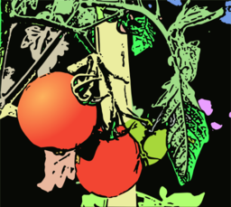 Illustration Tomaten