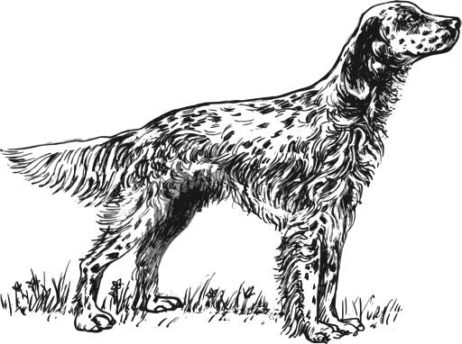 English Setter Grayscale