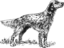 English Setter Grayscale