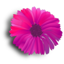 Flower Pink