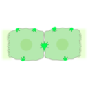 download Epatocyte Cell clipart image with 90 hue color