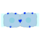 download Epatocyte Cell clipart image with 180 hue color