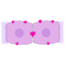 download Epatocyte Cell clipart image with 270 hue color