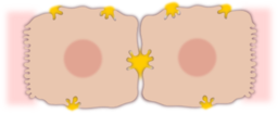 Epatocyte Cell