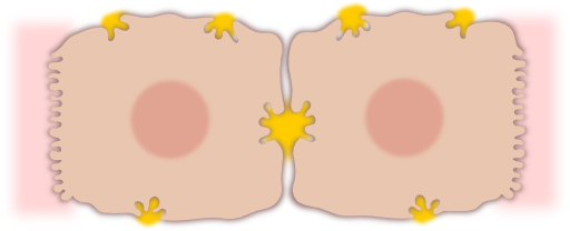 Epatocyte Cell