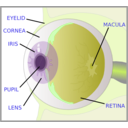 download Eye With Labels clipart image with 45 hue color