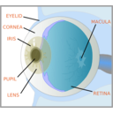 download Eye With Labels clipart image with 180 hue color