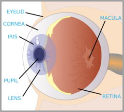 Eye With Labels