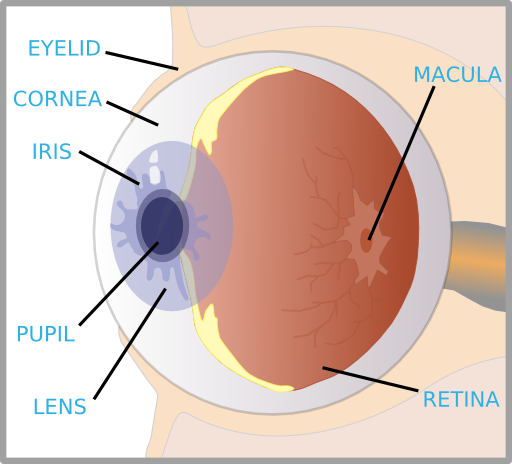 Eye With Labels