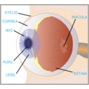 Eye With Labels