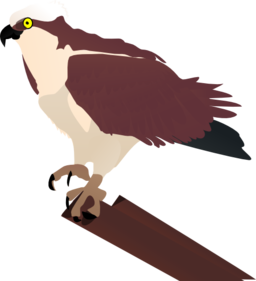 Osprey