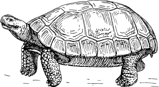 Tortoise