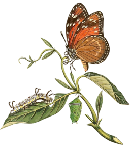 Danaus Eresimus