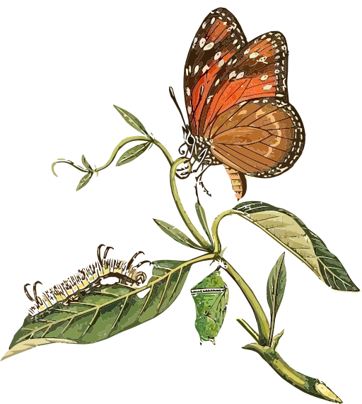 Danaus Eresimus