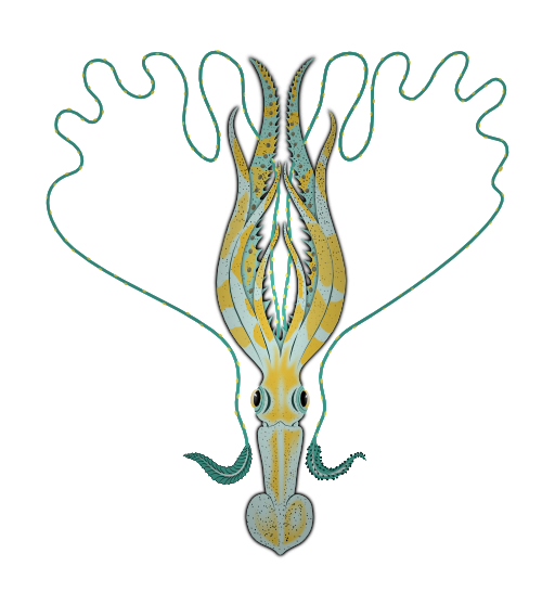 Squid