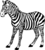 Zebra