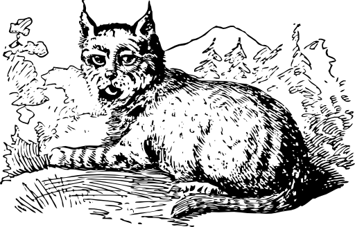 Lynx